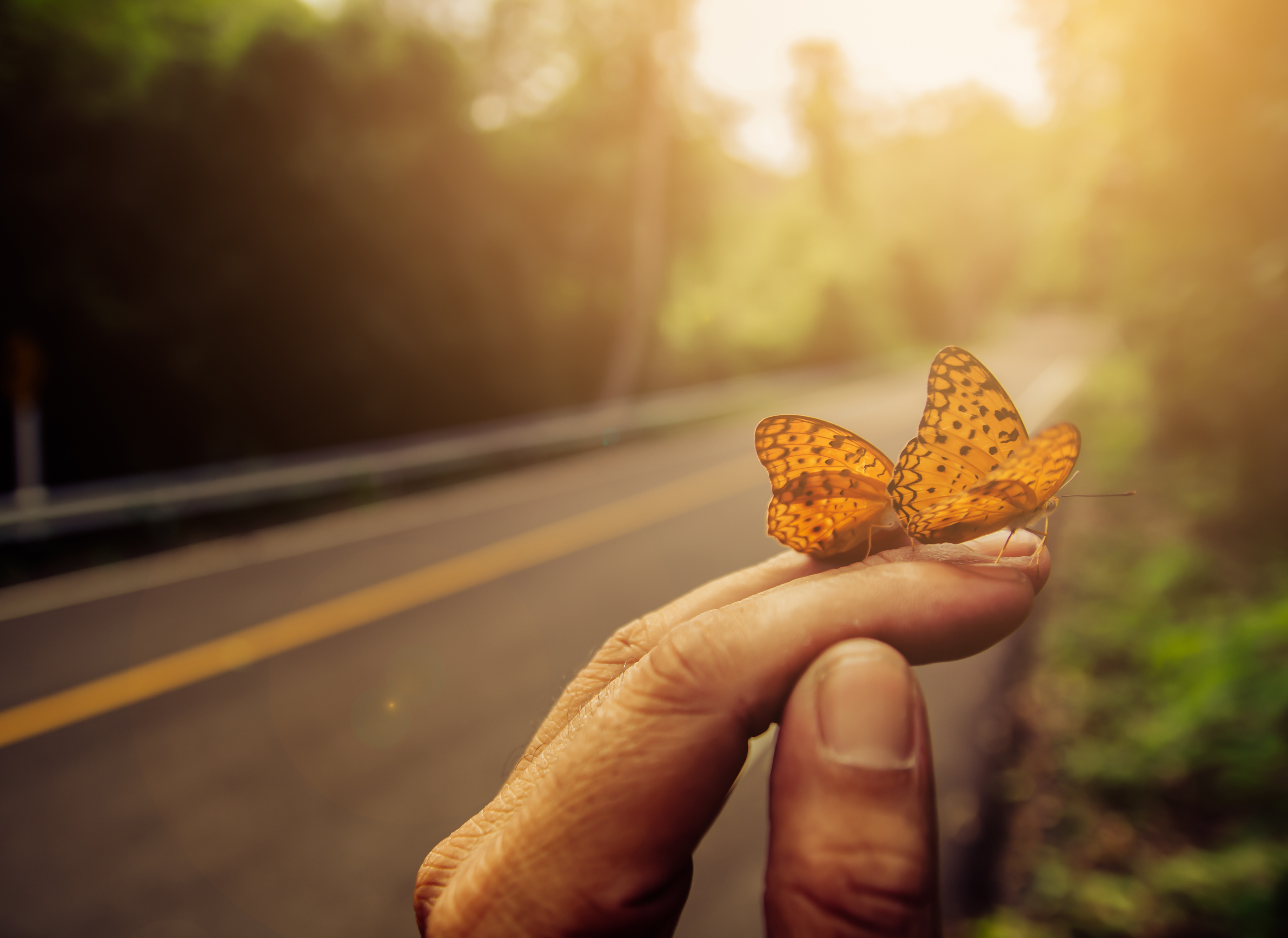 Goal 15: Life on Land